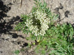 daucus pusillus